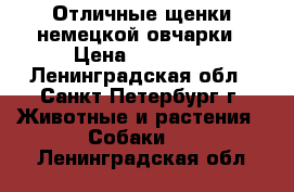 Отличные щенки немецкой овчарки › Цена ­ 25 000 - Ленинградская обл., Санкт-Петербург г. Животные и растения » Собаки   . Ленинградская обл.